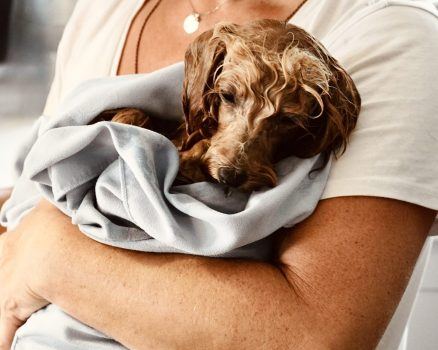 Petition: Three Abusers Abandoned Over 30 Dogs to Die in Freezing Rain in New Jersey