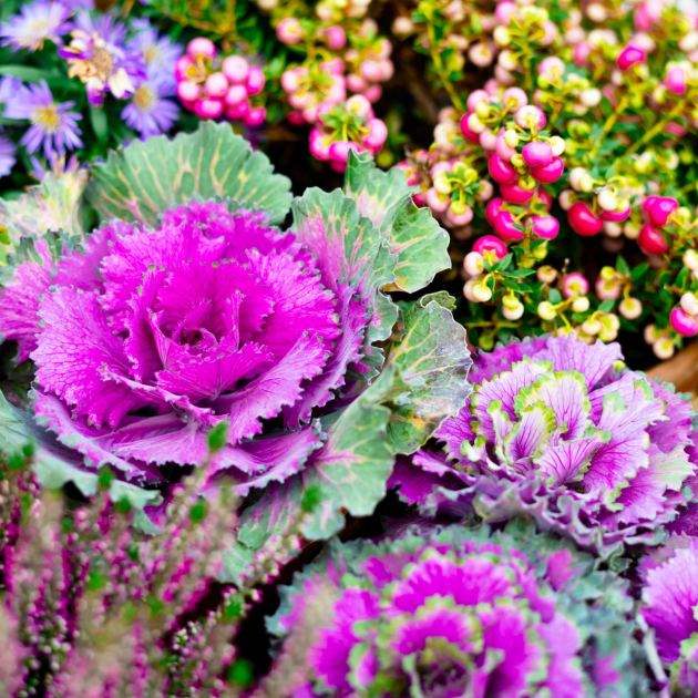  Fill Patio Pots with Vibrant Plants that Last from Fall into Winter for a Wonderfully Colorful Cool-Season Display 
