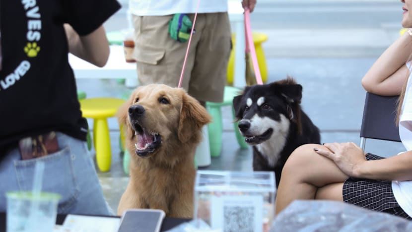 AVS launches first animal shelter guidelines, including max capacity and exit plans