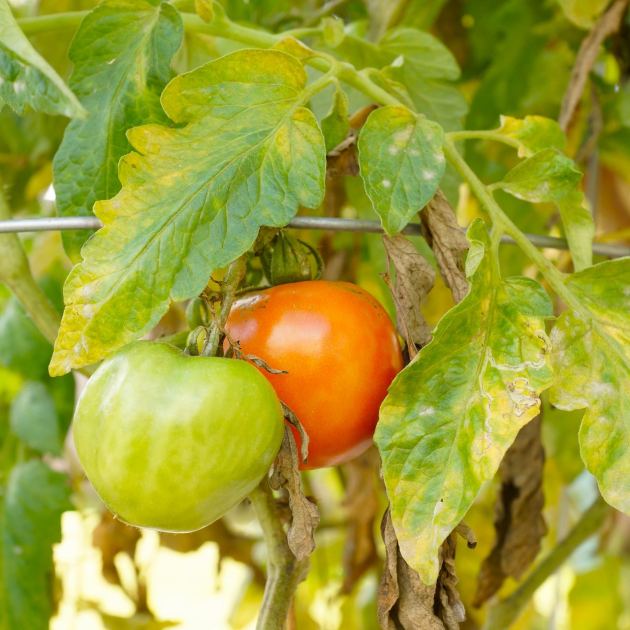 If Your Tomato Leaves Are Turning Yellow in June, These 3 Common Problems Could Be the Cause – Here’s How to Fix Them Fast
