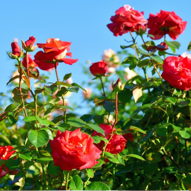  The 5-Minute Job Your Roses Need In September for More Blooms Next Spring – But Avoid This Mistake 