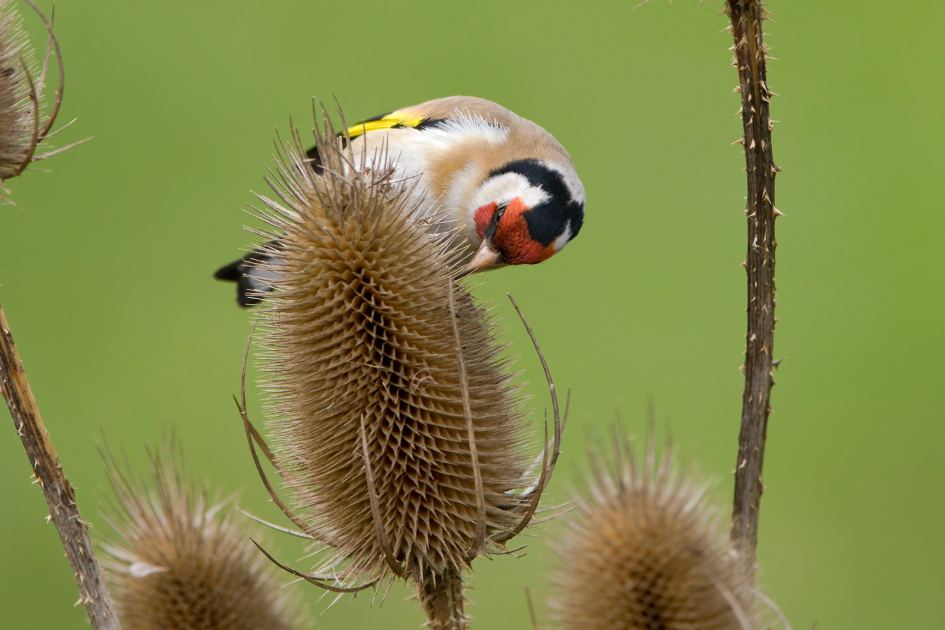 26 brilliant plants that feed birds the natural (and disease-free) way