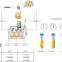 Pumpkin-derived enzyme weakens peanut proteins' binding to allergy antibodies in lab tests