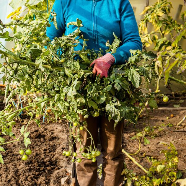  6 Smart Ways to Reuse Spent Tomato Vines (That's Not Just Putting Them in Your Compost) 