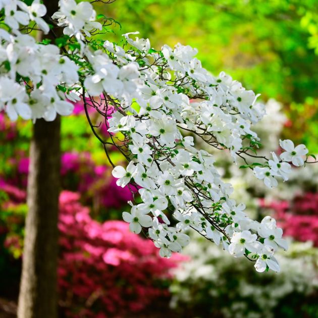  4 Small Trees That Make Even Modest Yards Look Expensive – Try These Varieties for a Big Curb Appeal Boost on a Tiny Budget 
