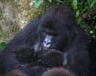 ‘Extraordinary event’ for mountain gorillas as new twins born in DRC