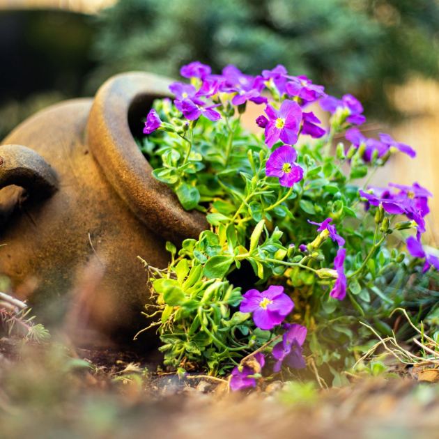  10 Creative Ideas To Turn Cheap Grocery-Store Bedding Plants Into Unique Garden Centerpieces 