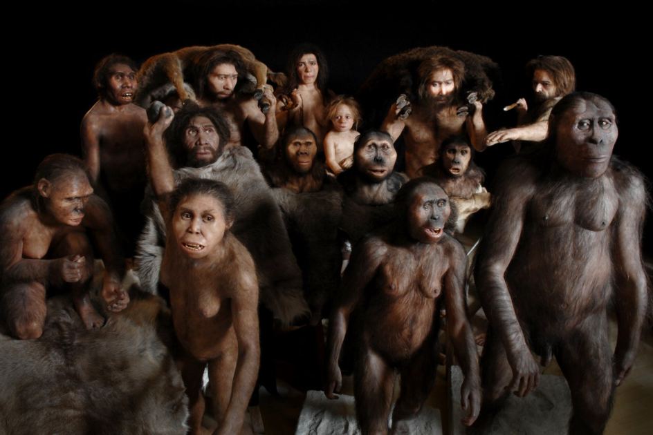 The 85-million-year timeline of human evolution