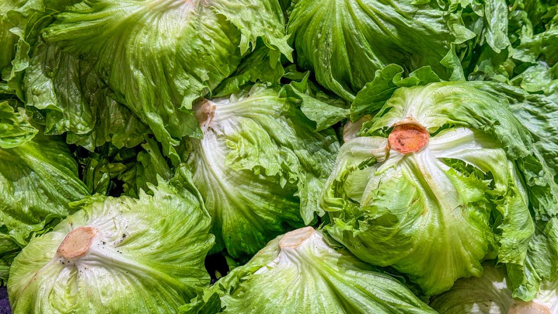  Cyclospora parasite outbreak linked to lettuce expands to 9 states, with over 1,900 people sickened 