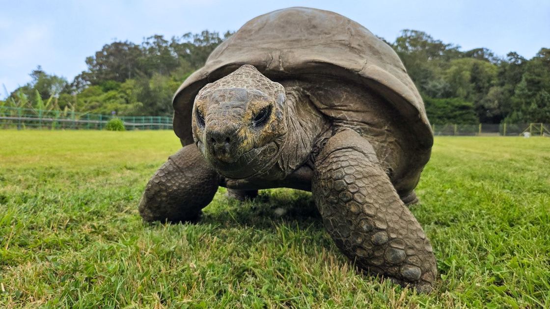  Scientists discover the genetic secrets that may have helped Jonathan the tortoise live to 194 years old 