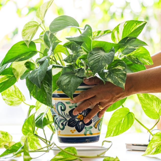  Why Vaseline is Your Houseplant’s Best Friend This Fall – 5 Easy Ways to Use Petroleum Jelly to Combat Pests 