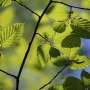 Early growth differences help explain which beech trees survive forest competition