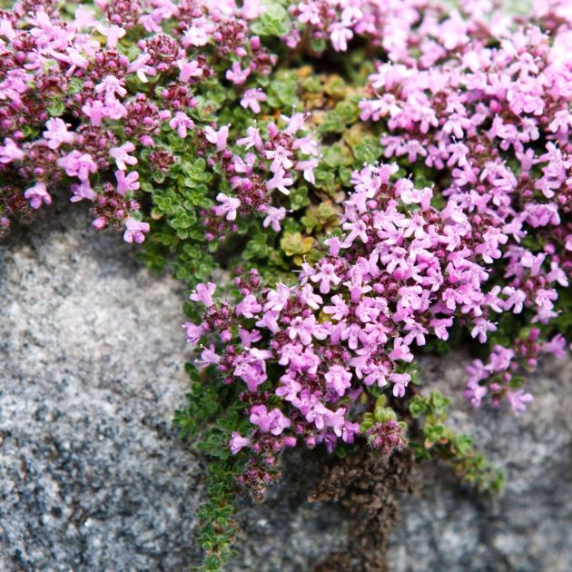  Stop Weeding Paving Cracks! Make a Herbal Path with 5 Set-and-Forget Herbs and Swap Weeds for a Scented Rug 