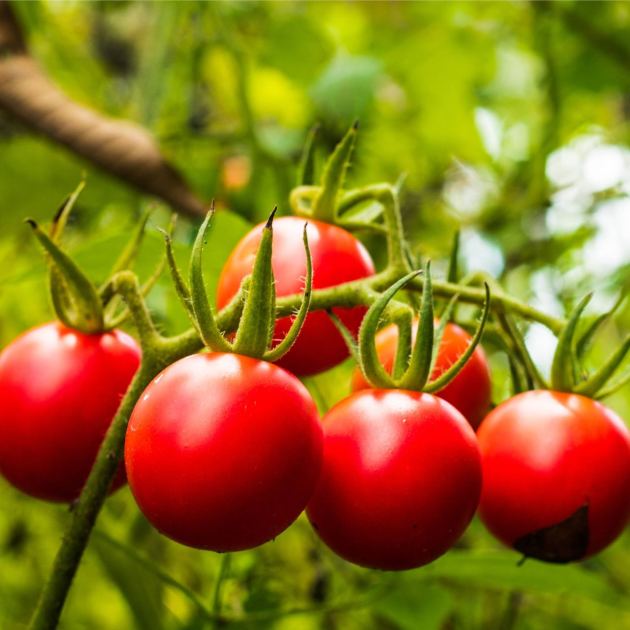 Growing Tomatoes on a Budget? Here's Where to Splurge and Where to Save 
