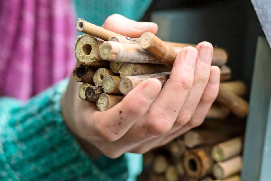 This weekend: check your bee hotel