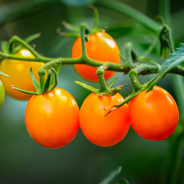  Want a Huge Crop of Tomatoes in August? Do This in May. 
