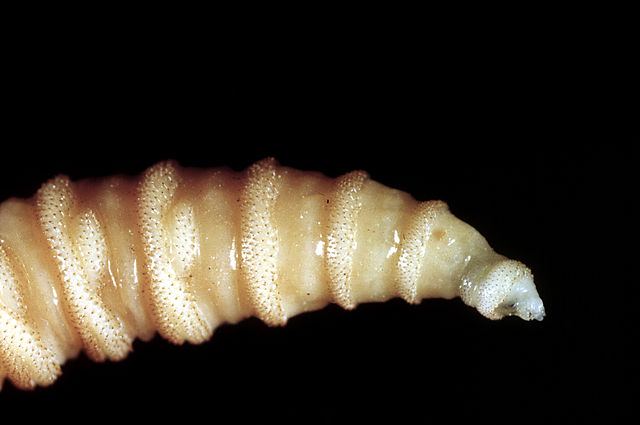 Flesh-eating screwworm infection confirmed in South Texas, USDA says