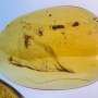 Fossil amber reveals the secret lives of Cretaceous ants