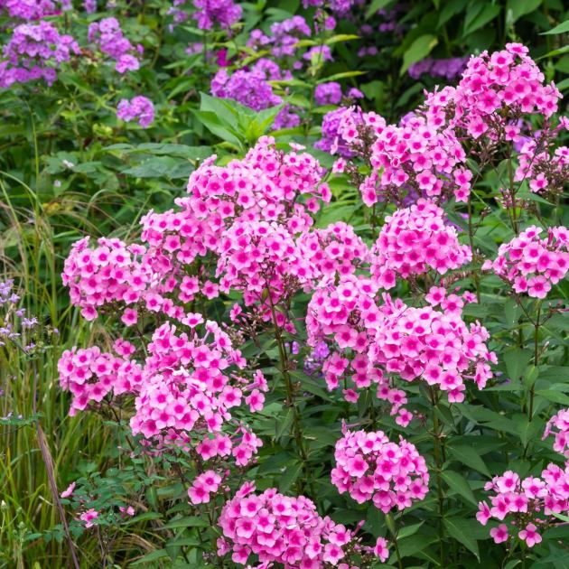  6 Plants You Should Prune in September for a Tidy Fall Garden – Plus, Which Plants You Should Leave 