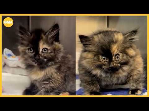 Vet cures puffed up kitten