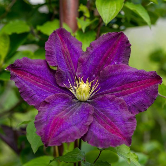  Do This In April for Dazzling Clematis Flowers... Unless You Have This One Specific Variety 