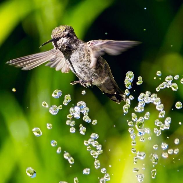  This $20 Garden Item Will Help Hummingbirds Survive the Great Migration 