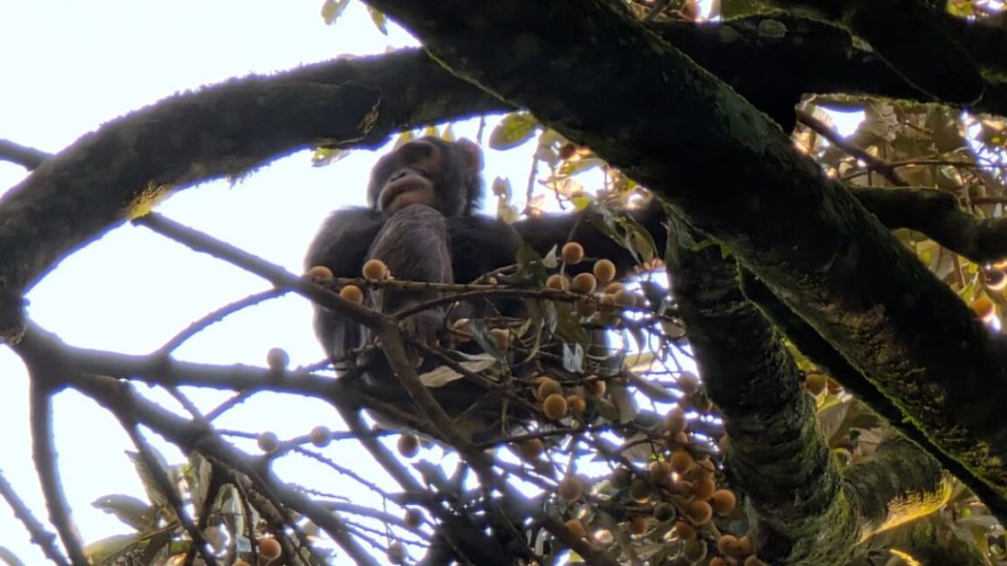 Boozy chimps fail urine test, confirm hotly debated theory