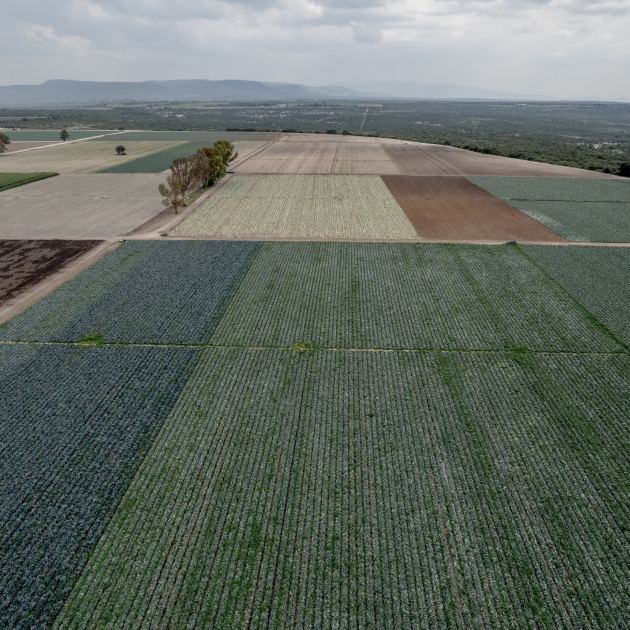 F.D.A. Found Cyclospora During Taylor Farms Inspection in Mexico