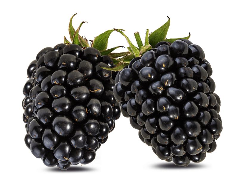 Poem: The Attraction of Blackberries