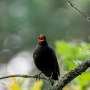 Scientists discover the key ingredients that make birdsong pretty