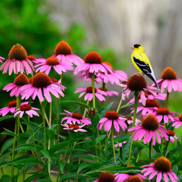  Drop the Pruners! There's an Important Reason You Shouldn't Deadhead These 6 Beneficial Plants in Late Summer 