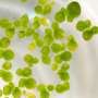 Genetic discovery could lead to faster growing duckweed