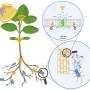 How soil bacteria help plants defend themselves against disease