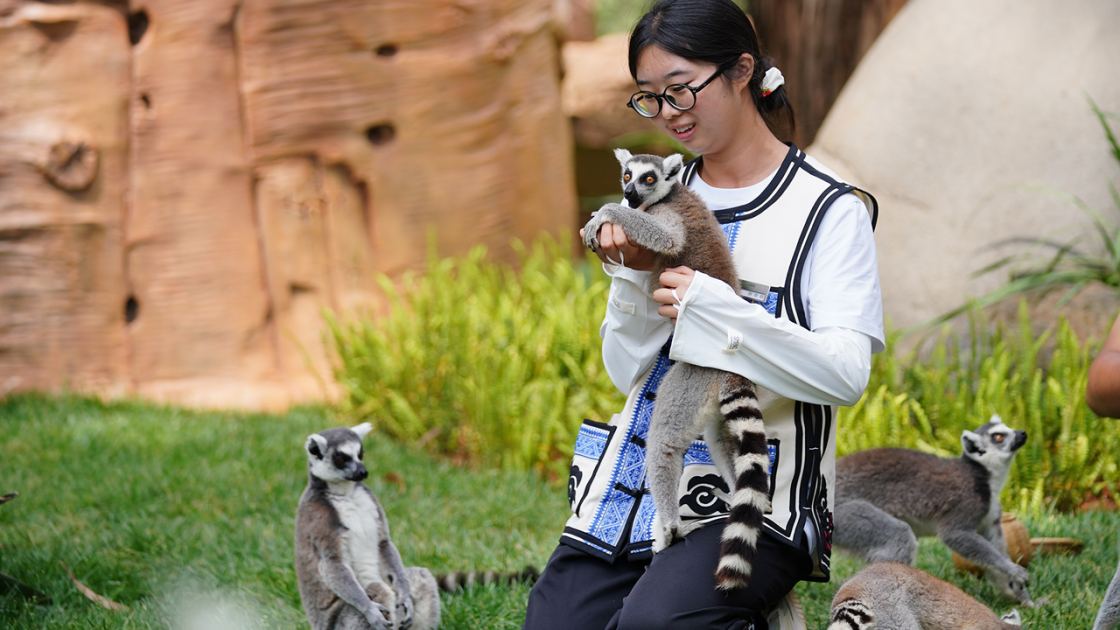  4 lemurs die of human herpesvirus, including one that had been used in a 'lemur yoga' class 