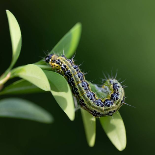  Box Tree Moth Infestations – How to Save Your Boxwoods From This Invasive Pest Before It's Too Late 