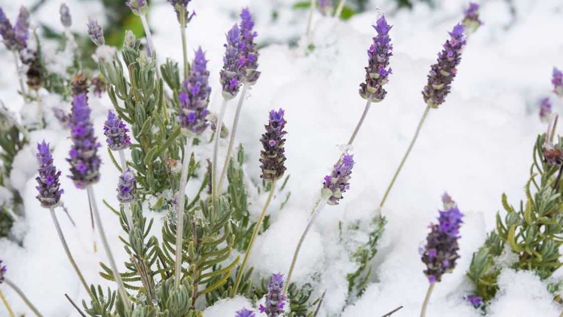  How to Winterize Lavender Plants to Protect Them From Cold and Wet 
