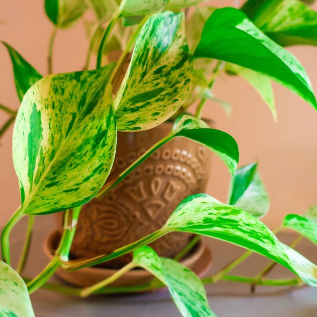  What to Do With Your Pothos in July – 5 Quick Tasks for Longer Vines, Fuller Growth, and Glossier Leaves 
