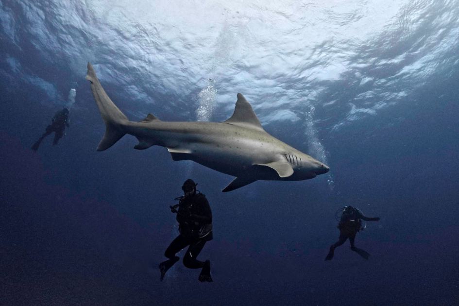 Citizen Science Goes Underwater With Global Shark Census Launch