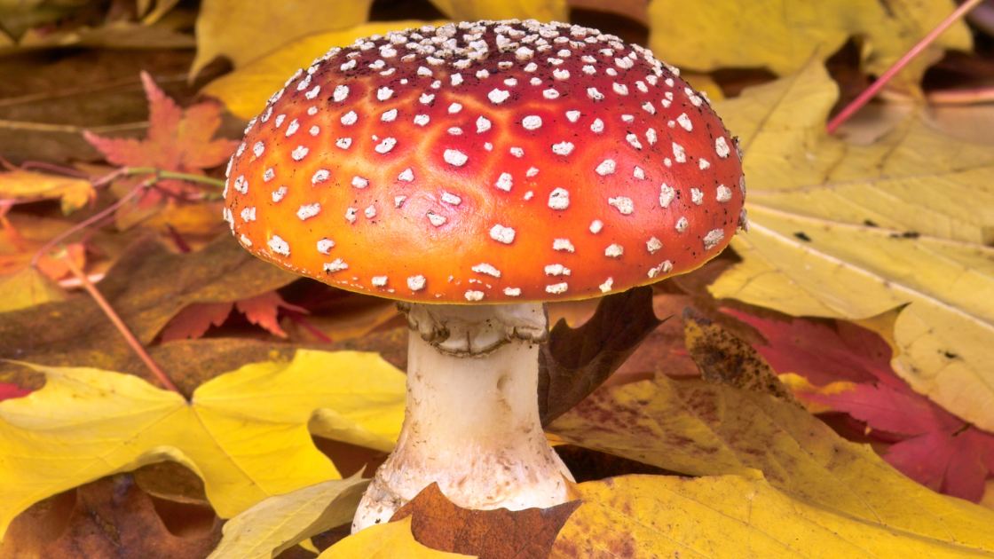  Your Birth Month Mushroom Says A Lot About Your Personality – Find Out Yours And Its Special Meaning Here 