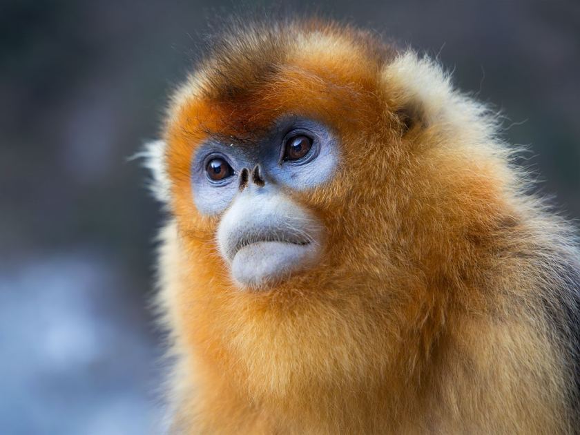 Golden in the snow: China's most spectacular monkey up close (China series: Part 3)