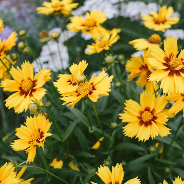  7 Flowers to Plant in June for Bold Late-Summer Color That Lasts Into Fall – They're So Easy to Grow 