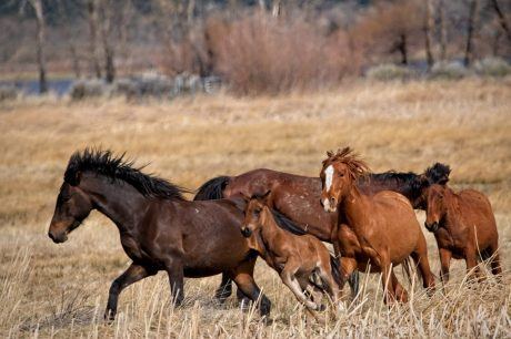 The U.S. Plans to Round Up 14,000 Wild Horses This Summer Over Wildfire and Drought Concerns
