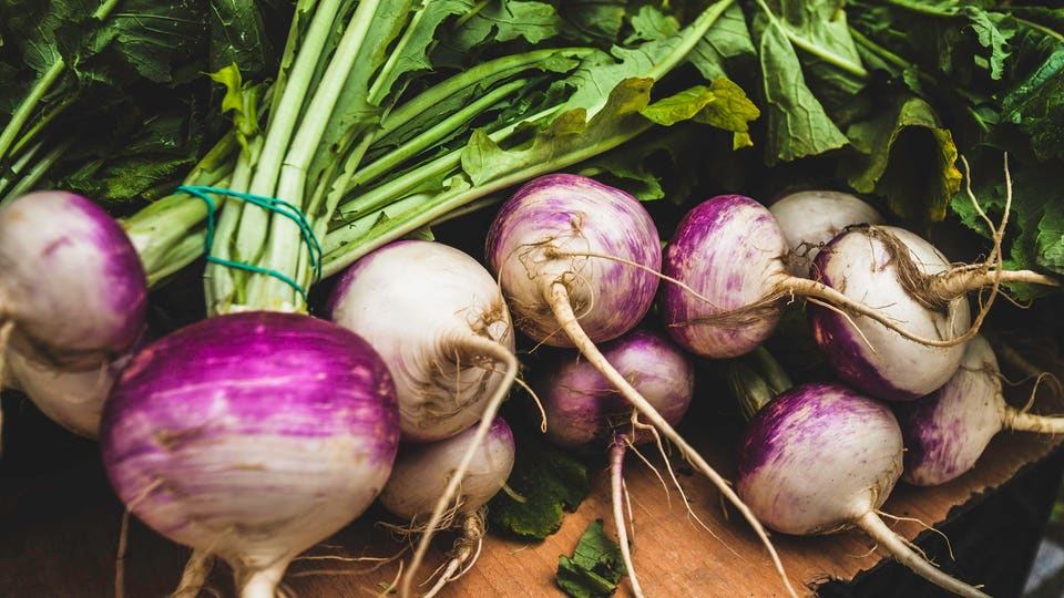 Solar Boost For Haggis, Neeps And Tatties With Agrivoltaic Turnips