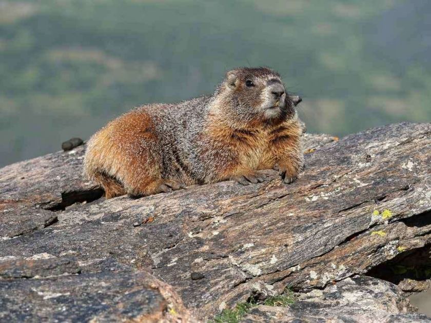A marmot named Dawn just won the first-ever Fat Marmot Week