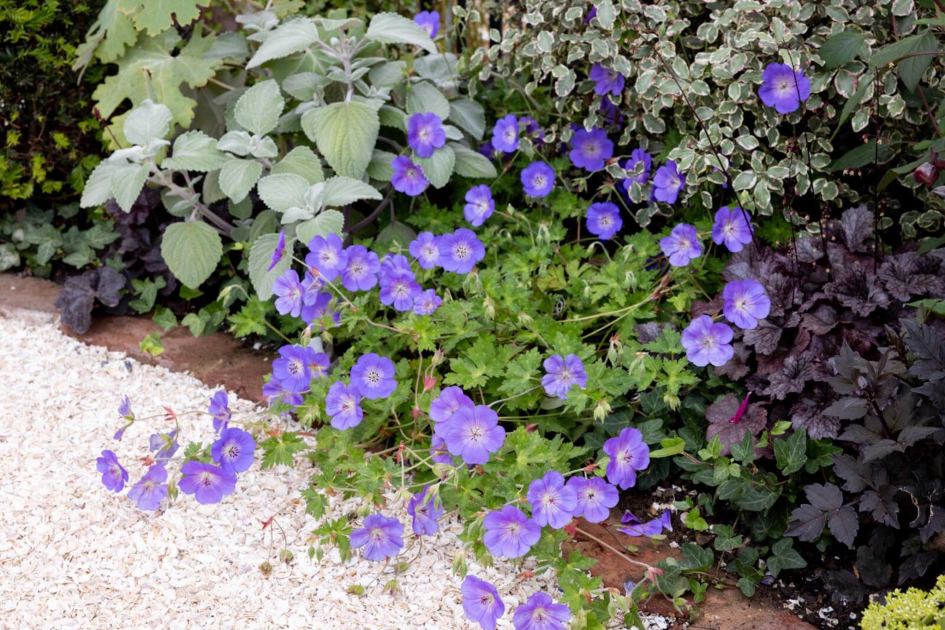 20 brilliant plants that will SMOTHER weeds – and they have flowers, too!