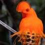 AI tool reveals climate shifts may have fueled bursts of bird evolution