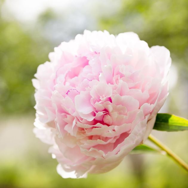  Feeling Lazy? These 9 Beautiful Plants Will Give You the Most Reward for the Least Effort 