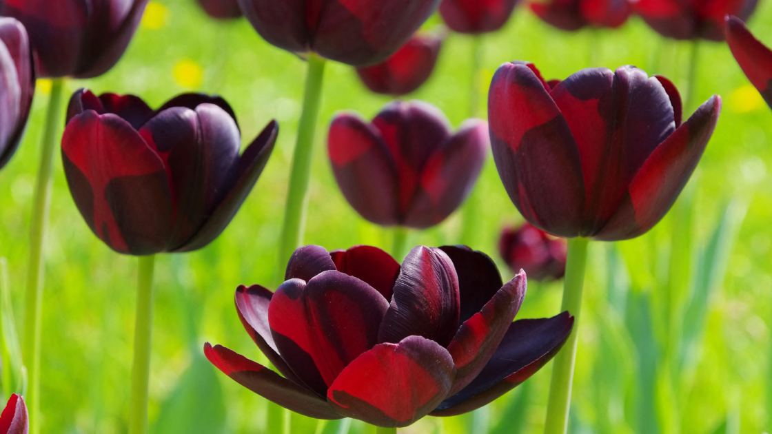  Meet Your Birth Month Bulb – and the Meaning Behind All 12 Beautiful Spring Blooms 