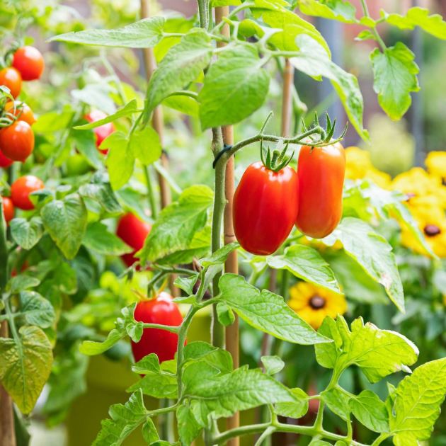  6 Vegetable Diseases to You'll See in July – Treat Them Now Before They Ruin Your Crops 