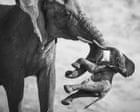 A grieving female elephant carrying a stillborn baby: Federico Veronesi’s best photograph